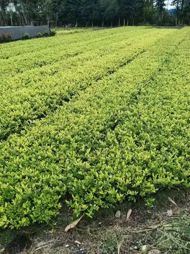 社区绿化工程建设情况汇报