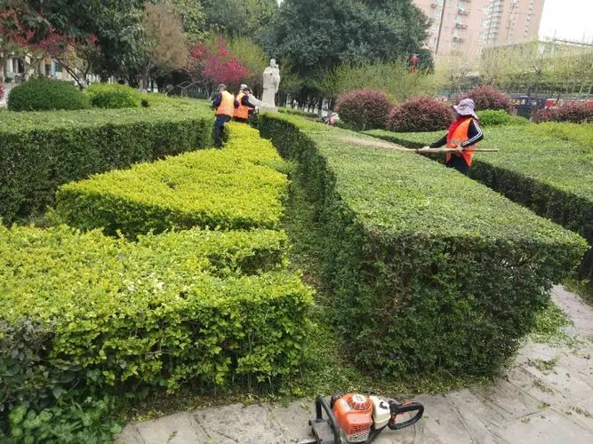 林州城市道路绿化树种